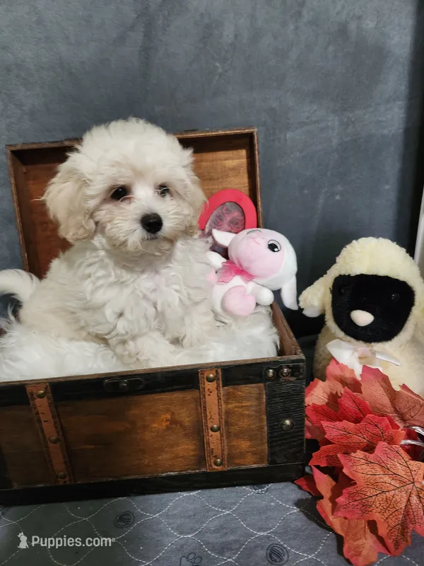 Kal – Maltese, Poodle - Miniature  puppy for sale in Calhoun, GA