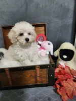 Kev, a male Maltese and Poodle - Miniature  for sale in Calhoun, GA – 2 of 5
