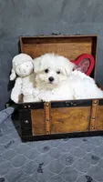 Leo, a male Maltese for sale in Calhoun, GA – 3 of 4