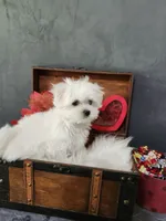 Tiny Christy, a female Maltese for sale in Calhoun, GA – 2 of 5