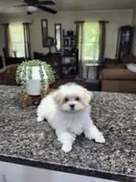 Susie Cream Cheese, a female Maltese for sale in Calhoun, GA – 4 of 7