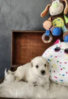 Kevin, a male Maltipoo for sale in Calhoun, GA – 3 of 4