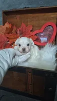 Tiny Timmy, a male Maltese for sale in Calhoun, GA – 5 of 8