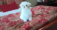 Luna AKC, a female Maltese for sale in Calhoun, GA – Photo 6 of 8