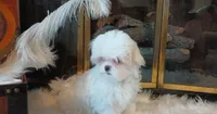 Luna AKC, a female Maltese for sale in Calhoun, GA – Photo 2 of 8