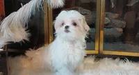 Luna AKC, a female Maltese for sale in Calhoun, GA – Photo 8 of 8