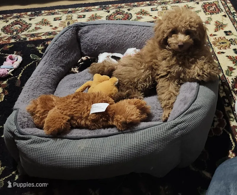 Rusty – Maltipoo, Maltese puppy for sale in Calhoun, GA