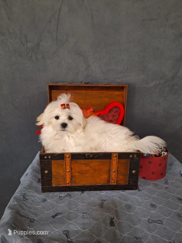 BUDDY – Maltese puppy for sale in Calhoun, GA