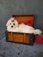 BUDDY, a male Maltese for sale in Calhoun, GA – Photo 4 of 6