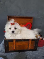 BUDDY, a male Maltese for sale in Calhoun, GA – Photo 5 of 6