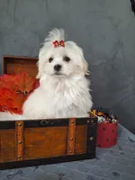 BUDDY, a male Maltese for sale in Calhoun, GA – Photo 3 of 6