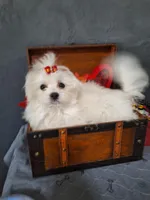 BUDDY, a male Maltese for sale in Calhoun, GA – Photo 2 of 6