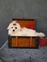 BUDDY, a male Maltese for sale in Calhoun, GA – Photo 6 of 6