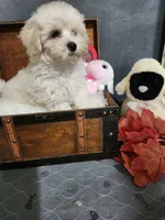 Max, a male Maltipoo for sale in Calhoun, GA – 1 of 3