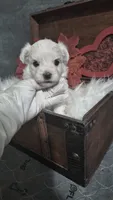 Beau , a male Maltese for sale in Calhoun, GA – 4 of 6