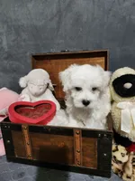 Little Miss, a female Maltese for sale in Calhoun, GA – 2 of 4
