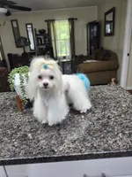 Yoko AKC, a male Maltese for sale in Calhoun, GA – 4 of 4