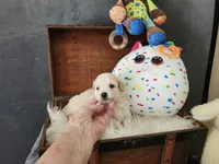 Roy Boy, a male Maltipoo for sale in Calhoun, GA – 4 of 4