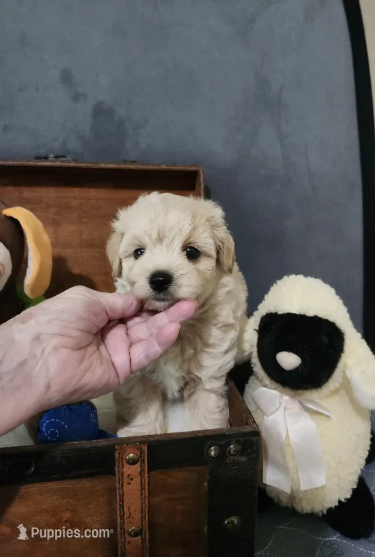 Kevin – Maltipoo puppy for sale in Calhoun, GA