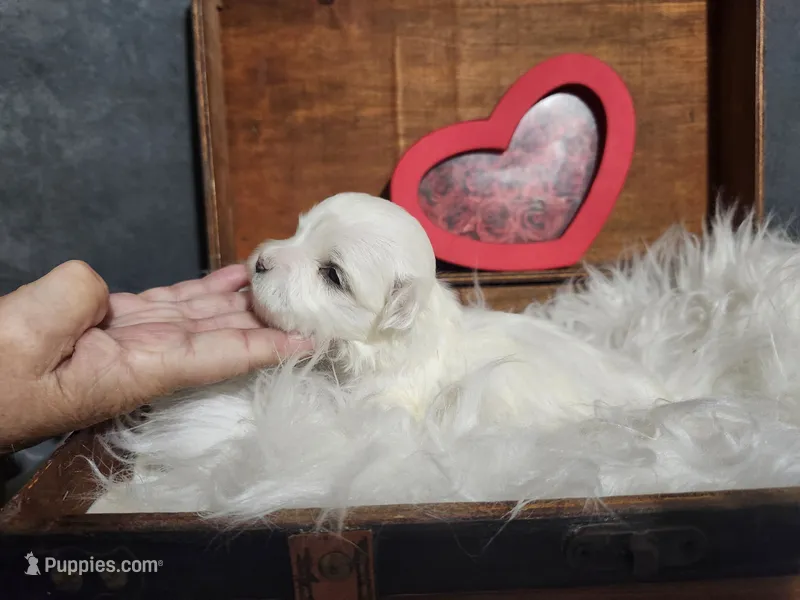 Madison – Maltese puppy for sale in Calhoun, GA
