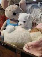 LeonAKC, a male Maltese for sale in Calhoun, GA – Photo 2 of 4