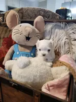 LeonAKC, a male Maltese for sale in Calhoun, GA – Photo 3 of 4