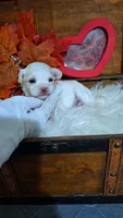 AKC Bradly, a male Maltese for sale in Calhoun, GA – 2 of 4