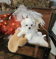Cindy, a female Maltese for sale in Calhoun, GA – Photo 3 of 5