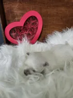 processed/4f02d770-73a5-4c83-b74f-56a70041d13a/listing/21eeda31-8e78-491b-8a6c-fa19b2608621/2d4eae92-a722-4fd2-8358-5e9cccc5c701