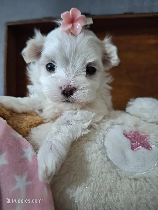 Cindy – Maltese puppy for sale in Calhoun, GA