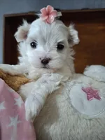 Cindy, a female Maltese for sale in Calhoun, GA – Photo 1 of 2