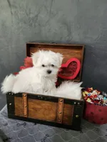 Cindy, a female Maltese for sale in Calhoun, GA – Photo 5 of 5