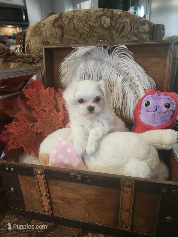 Cindy – Maltese puppy for sale in Calhoun, GA