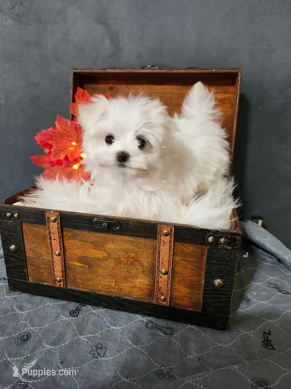 Cindy – Maltese puppy for sale in Calhoun, GA