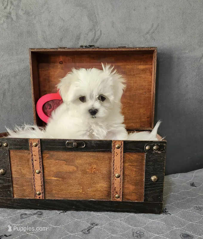 Cindy, a female Maltese for sale in Calhoun, GA – Photo 1 of 2