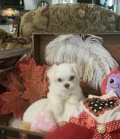 Cindy, a female Maltese for sale in Calhoun, GA – Photo 2 of 5