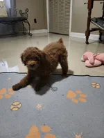 Rusty, a male Maltipoo and Maltese for sale in Calhoun, GA – 2 of 6
