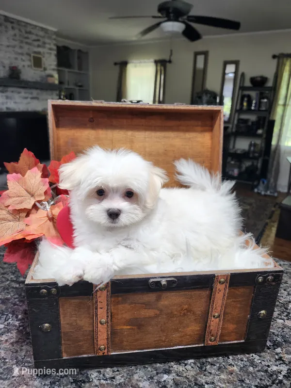 Susie – Maltese puppy for sale in Calhoun, GA