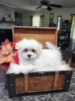 Susie Cream Cheese, a female Maltese for sale in Calhoun, GA – 3 of 7