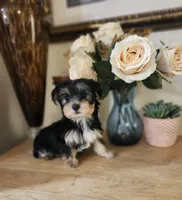 Nina, a female Yorkshire Terrier for sale in Calhoun, GA – 3 of 3