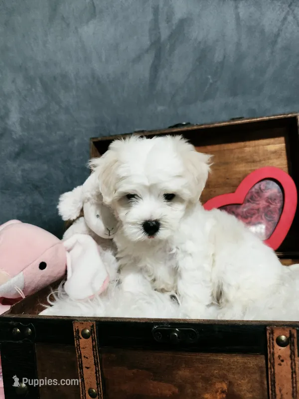 Missie – Maltese puppy for sale in Calhoun, GA