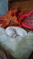 Lilly AKC, a female Maltese for sale in Calhoun, GA – 4 of 4