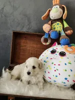 Kevin, a male Maltipoo for sale in Calhoun, GA – 4 of 4