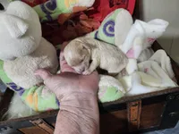 Little Sable, a female Maltese for sale in Calhoun, GA – Photo 5 of 10