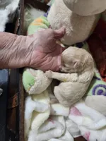 Little Sable, a female Maltese for sale in Calhoun, GA – Photo 7 of 10