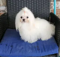 Little Sable, a female Maltese for sale in Calhoun, GA – Photo 10 of 10