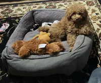 Little Sable, a female Maltese for sale in Calhoun, GA – Photo 9 of 10