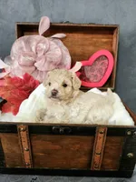 Little Sable, a female Maltese for sale in Calhoun, GA – Photo 2 of 10