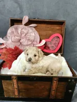 Little Sable, a female Maltese for sale in Calhoun, GA – Photo 3 of 10