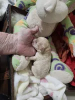 Little Sable, a female Maltese for sale in Calhoun, GA – Photo 6 of 10